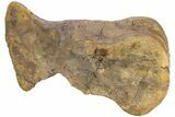 Hadrosaur (Edmontosaurus) Metatarsal (II) - Wyoming #238351-2